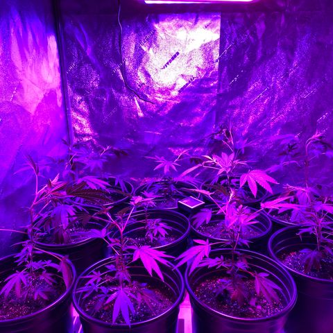 Blue Cookies growlog timeline photo