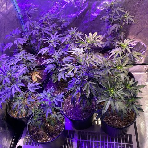 Blue Cookies growlog timeline photo