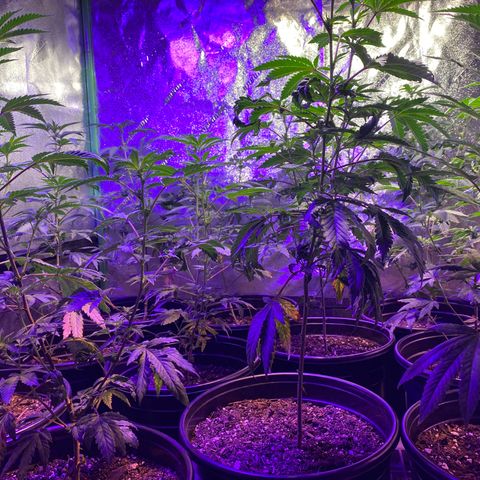 Blue Cookies growlog timeline photo