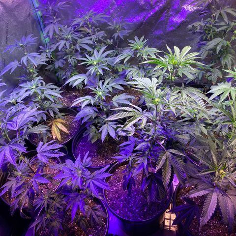 Blue Cookies growlog timeline photo