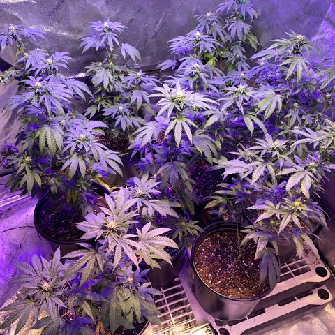 Blue Cookies growlog timeline photo