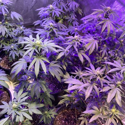 Blue Cookies growlog timeline photo