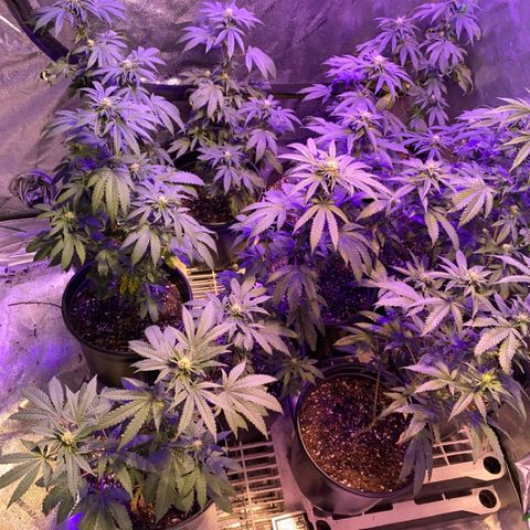 Blue Cookies growlog timeline photo