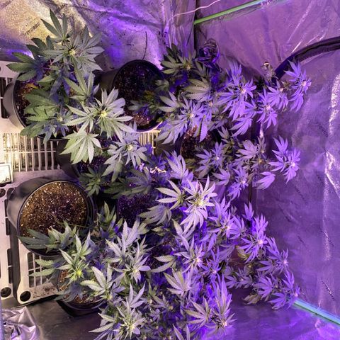 Blue Cookies growlog timeline photo