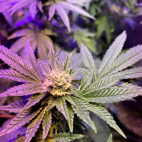 Blue Cookies growlog timeline photo