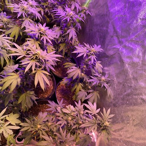 Blue Cookies growlog timeline photo