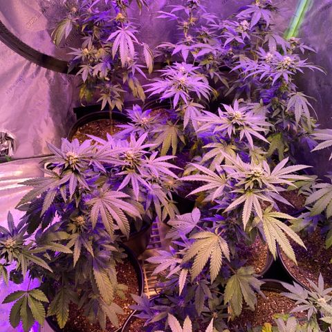 Blue Cookies growlog timeline photo