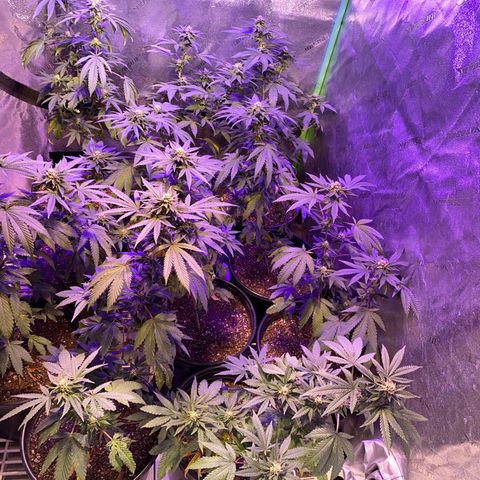 Blue Cookies growlog timeline photo