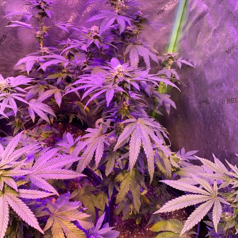 Blue Cookies growlog timeline photo