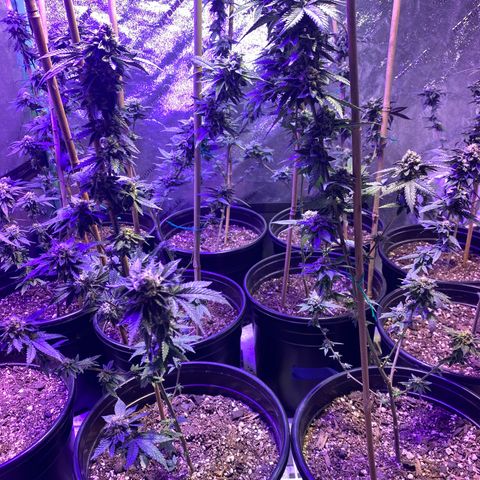 Blue Cookies growlog timeline photo