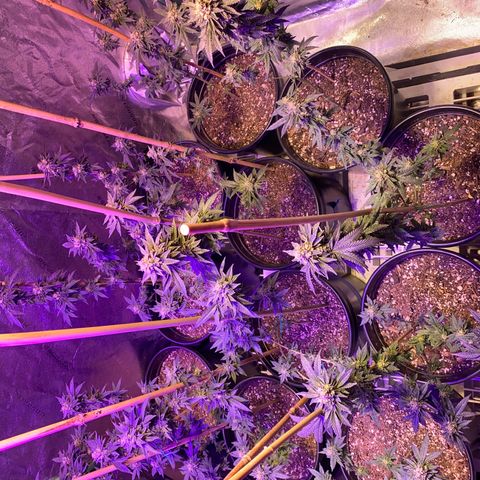 Blue Cookies growlog timeline photo