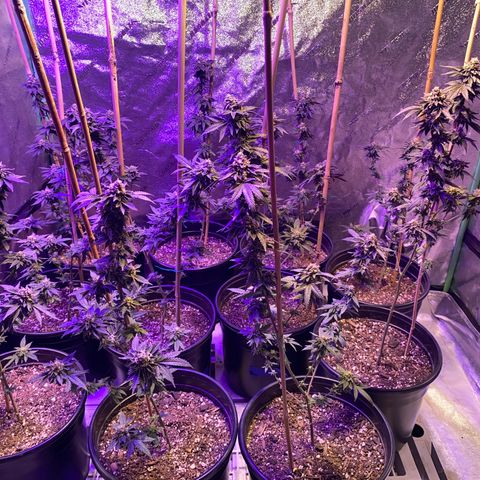 Blue Cookies growlog timeline photo