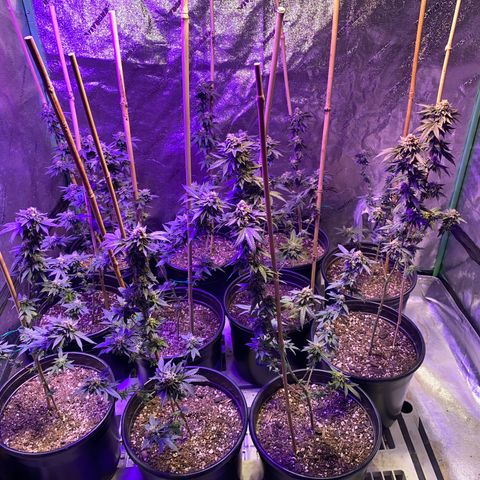 Blue Cookies growlog timeline photo