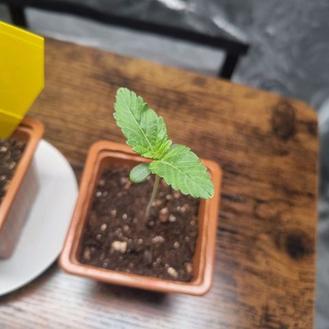 Cookies Gelato growlog timeline photo