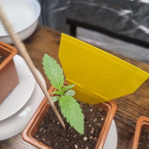 Special Queen  growlog timeline photo