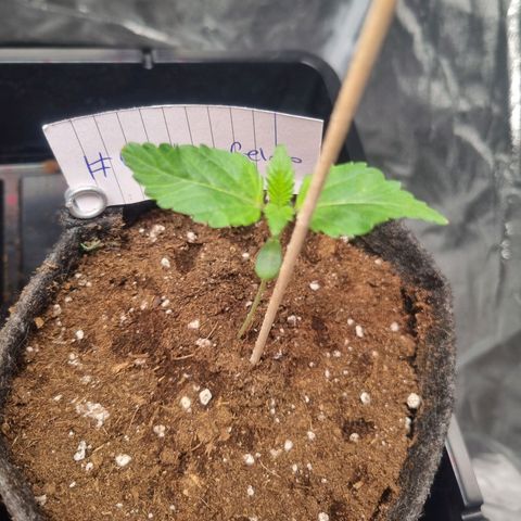 Cookies Gelato growlog photo: Licht Abstand zu nah 
Erhöht auf 30cm +