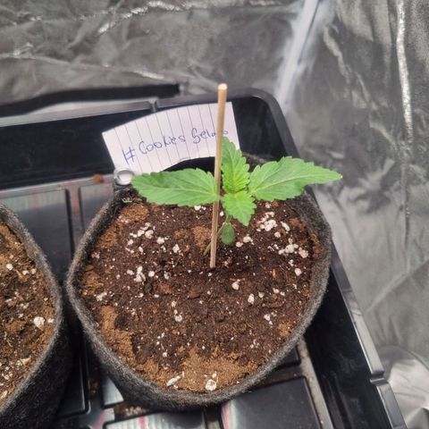 Cookies Gelato growlog timeline photo