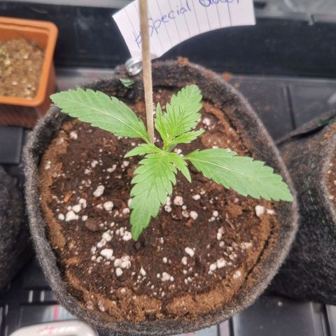 Special Queen  growlog timeline photo