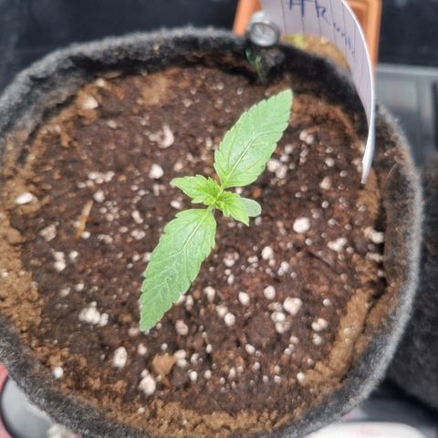 Royal Runtz growlog timeline photo