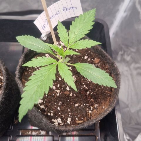 Special Queen  growlog timeline photo