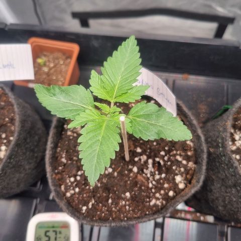 Cookies Gelato growlog timeline photo