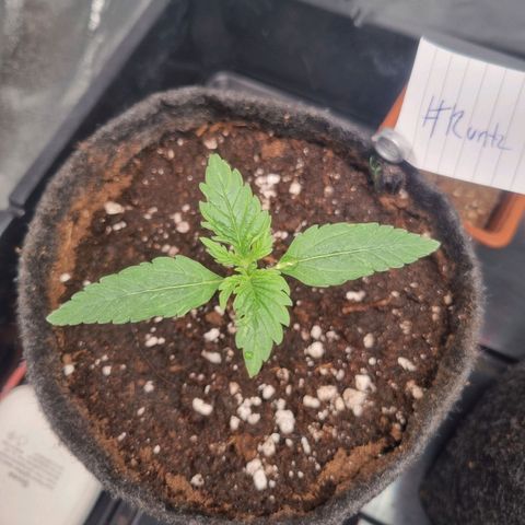 Royal Runtz growlog timeline photo