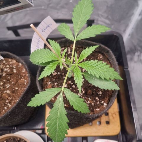 Special Queen  growlog timeline photo