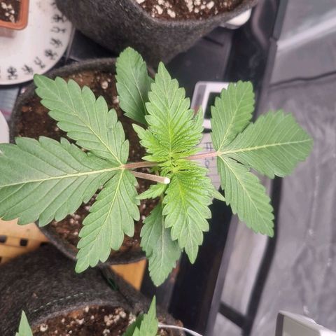 Cookies Gelato growlog timeline photo