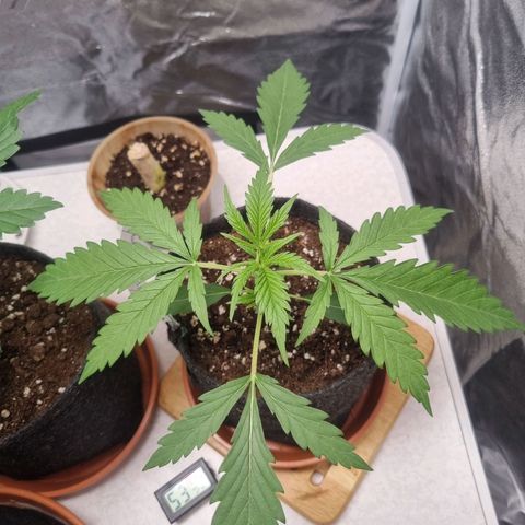 Special Queen  growlog timeline photo