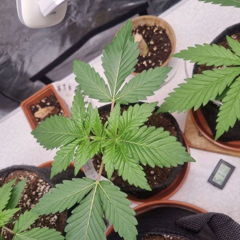 Cookies Gelato growlog timeline photo