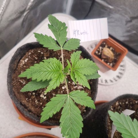 Royal Runtz growlog timeline photo