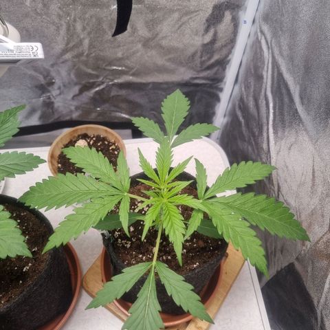 Special Queen  growlog timeline photo