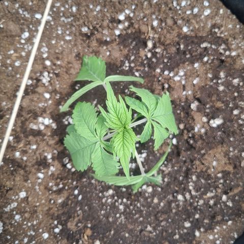 Royal Runtz growlog timeline photo