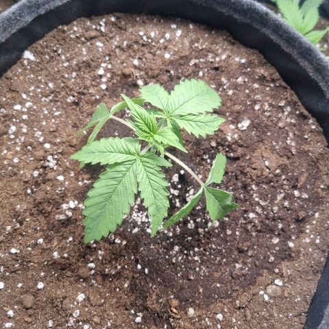 Royal Runtz growlog timeline photo