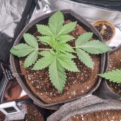 Cookies Gelato growlog timeline photo