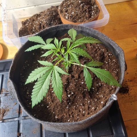 Special Queen  growlog timeline photo