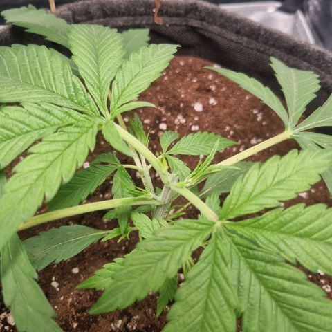 Special Queen  growlog timeline photo