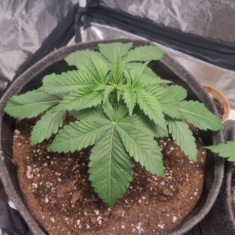 Cookies Gelato growlog timeline photo