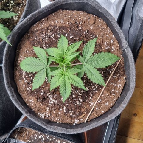 Royal Runtz growlog timeline photo