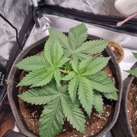 Cookies Gelato growlog timeline photo