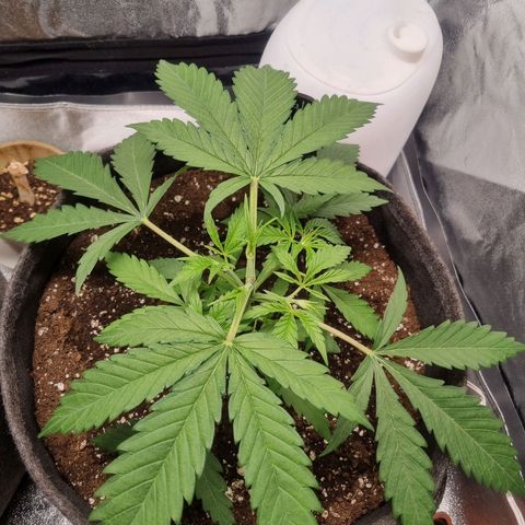 Special Queen  growlog timeline photo