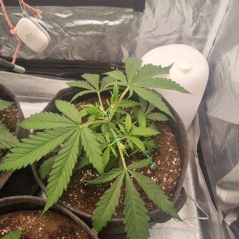 Special Queen  growlog timeline photo