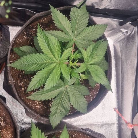 Cookies Gelato growlog timeline photo