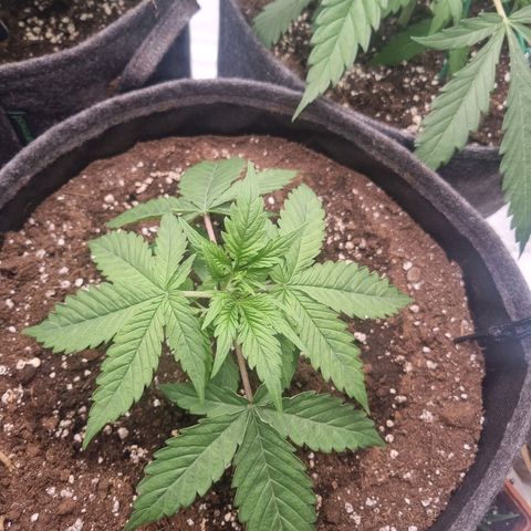 Royal Runtz growlog timeline photo