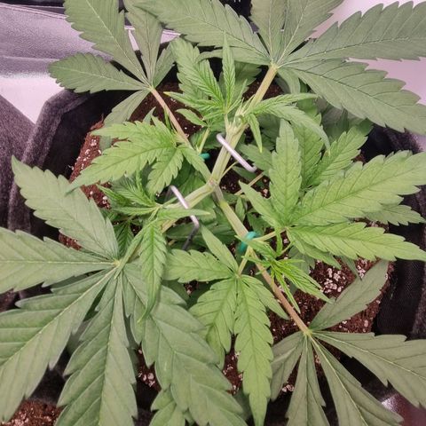 Special Queen  growlog timeline photo