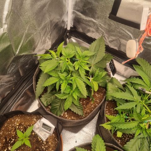 Cookies Gelato growlog timeline photo