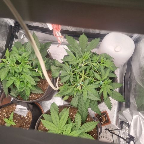 Special Queen  growlog timeline photo