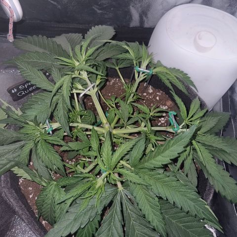 Special Queen  growlog timeline photo