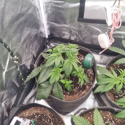 Cookies Gelato growlog photo: Nach dem entlauben