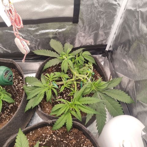 Special Queen  growlog timeline photo